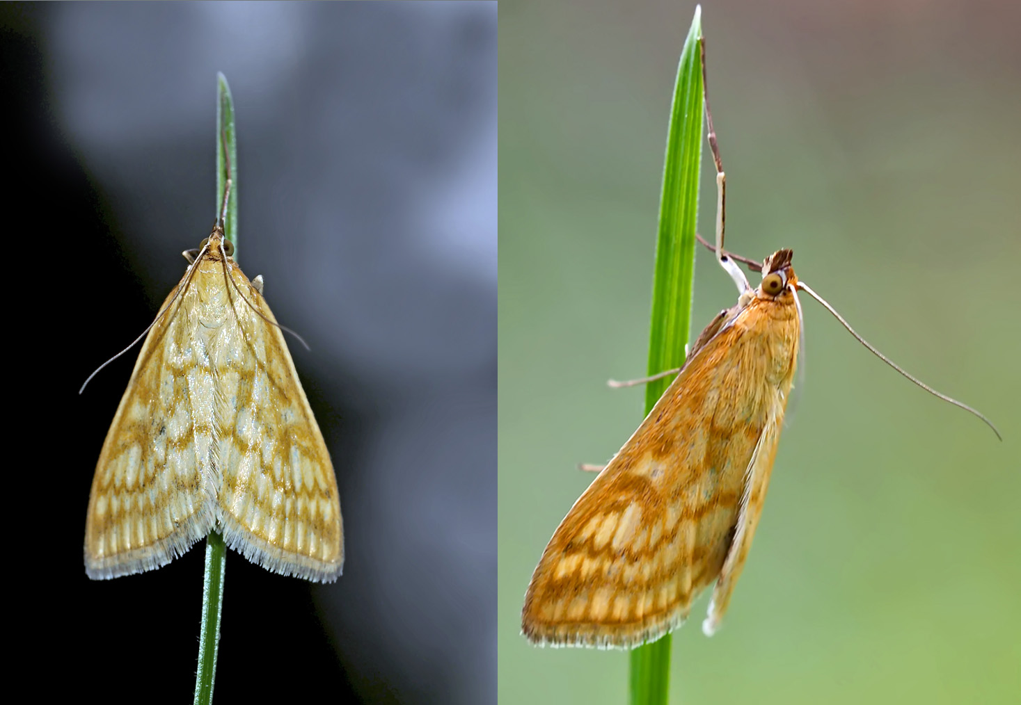 Ein Zünsler:  Sitochroa verticalis. - Le Botys vertical.