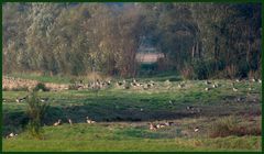 Ein Zufallstreffer: zwei Rehe zusammen mit den Wildgänsen an der Geschiebesperre am Leinepolder.