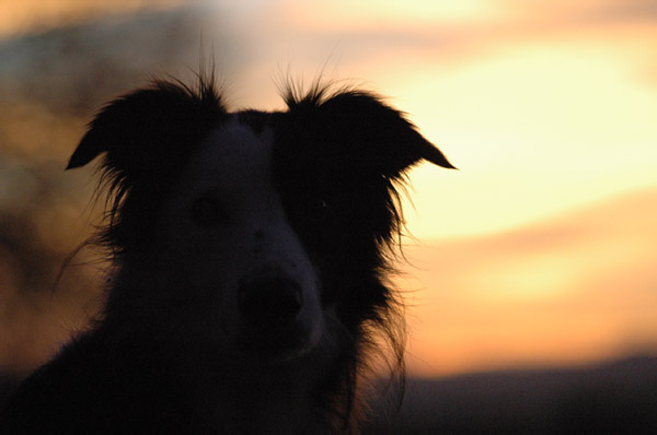 Ein zufriedener Hund