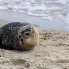 Ein zufriedenes Robbenkind am Nordstrand von Skagen.