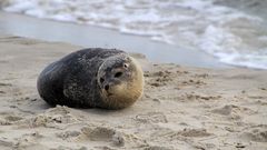 Ein zufriedenes Robbenkind am Nordstrand von Skagen.