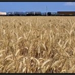 Ein Zug im Kornfeld