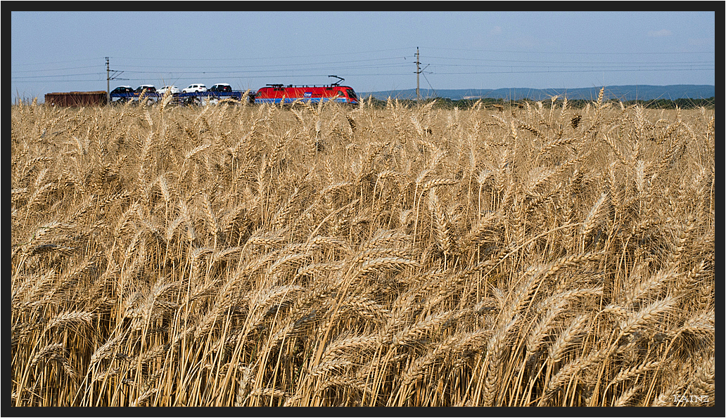 Ein Zug im Kornfeld II