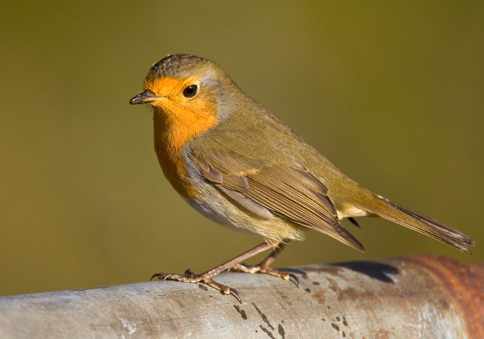 Ein Zugvogel ?