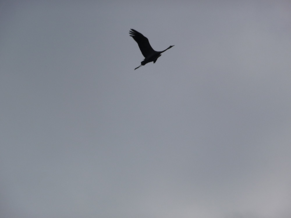 ein zugvogel beim start