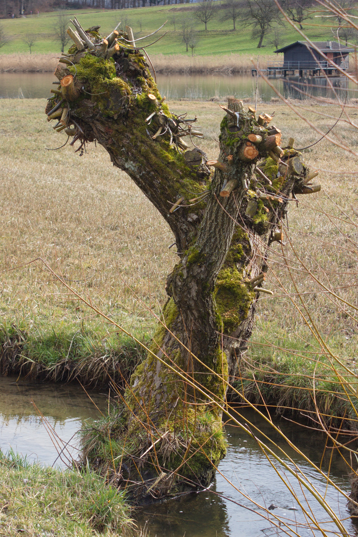 Ein zurechtgestutzter Baum