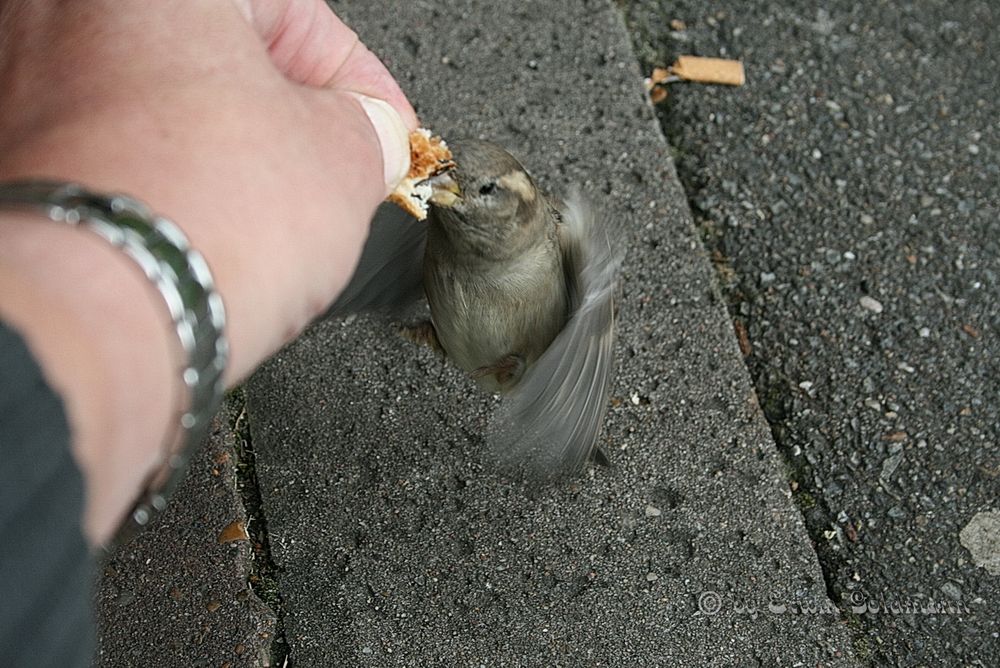 Ein zutraulicher, hungriger Spatz