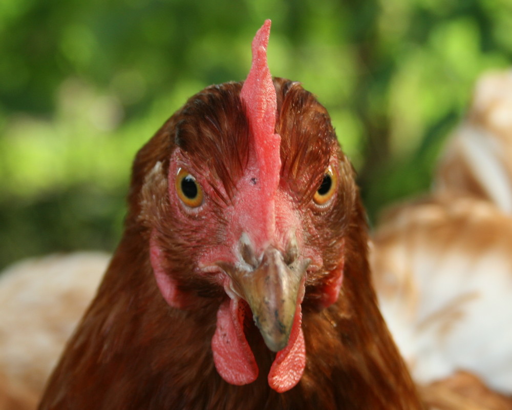 Ein zutrauliches Huhn