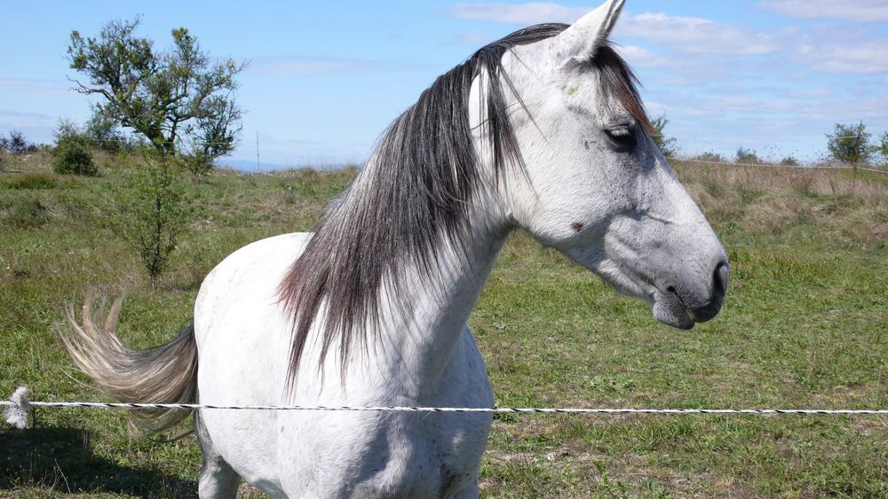 Ein zutrauliches Pferd in Frankreich