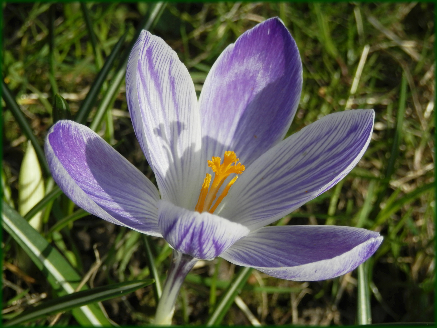 Ein zweifarbiger Frühlingsbote - Crocus vernus 'Vanguard' 