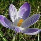 Ein zweifarbiger Frühlingsbote - Crocus vernus 'Vanguard' 