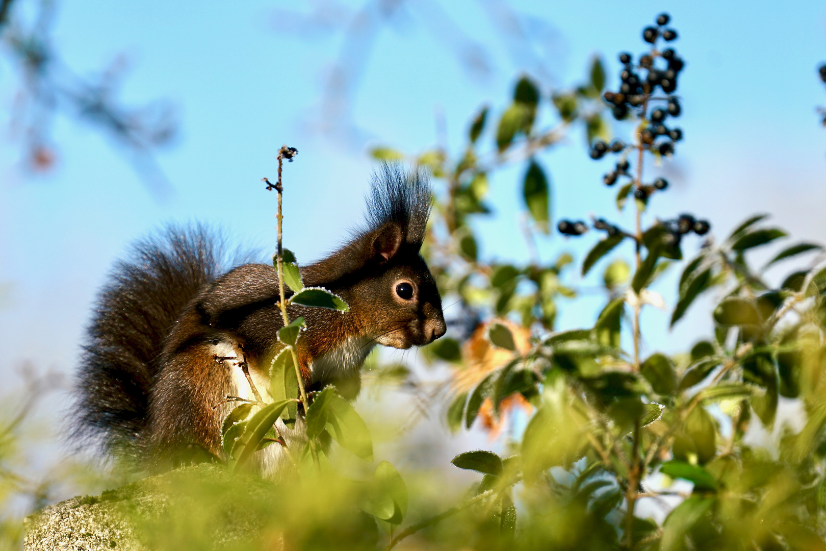 ein Zweig... Foto & Bild | tiere, wildlife, säugetiere Bilder auf