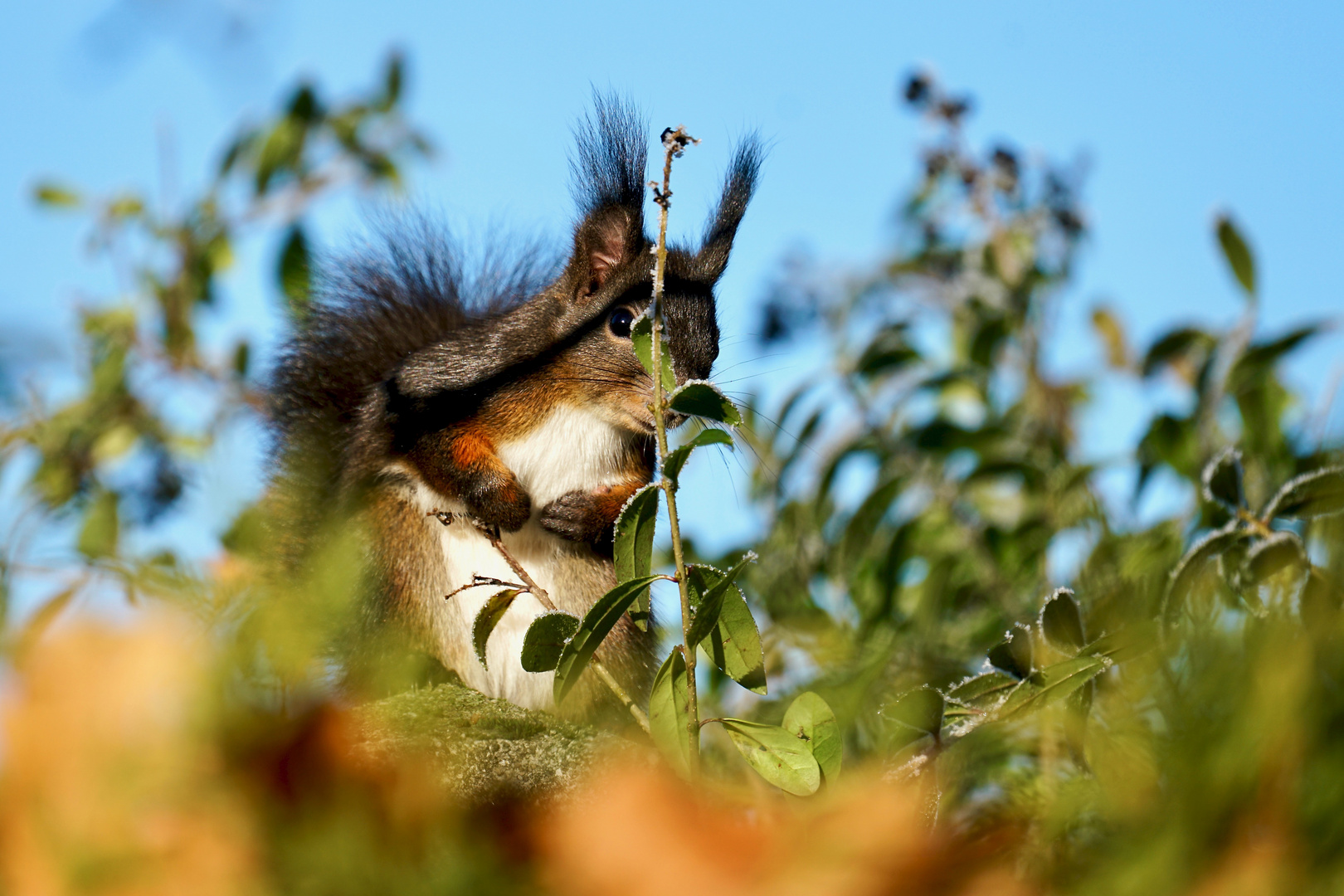 ein Zweig... Foto & Bild | tiere, wildlife, säugetiere Bilder auf