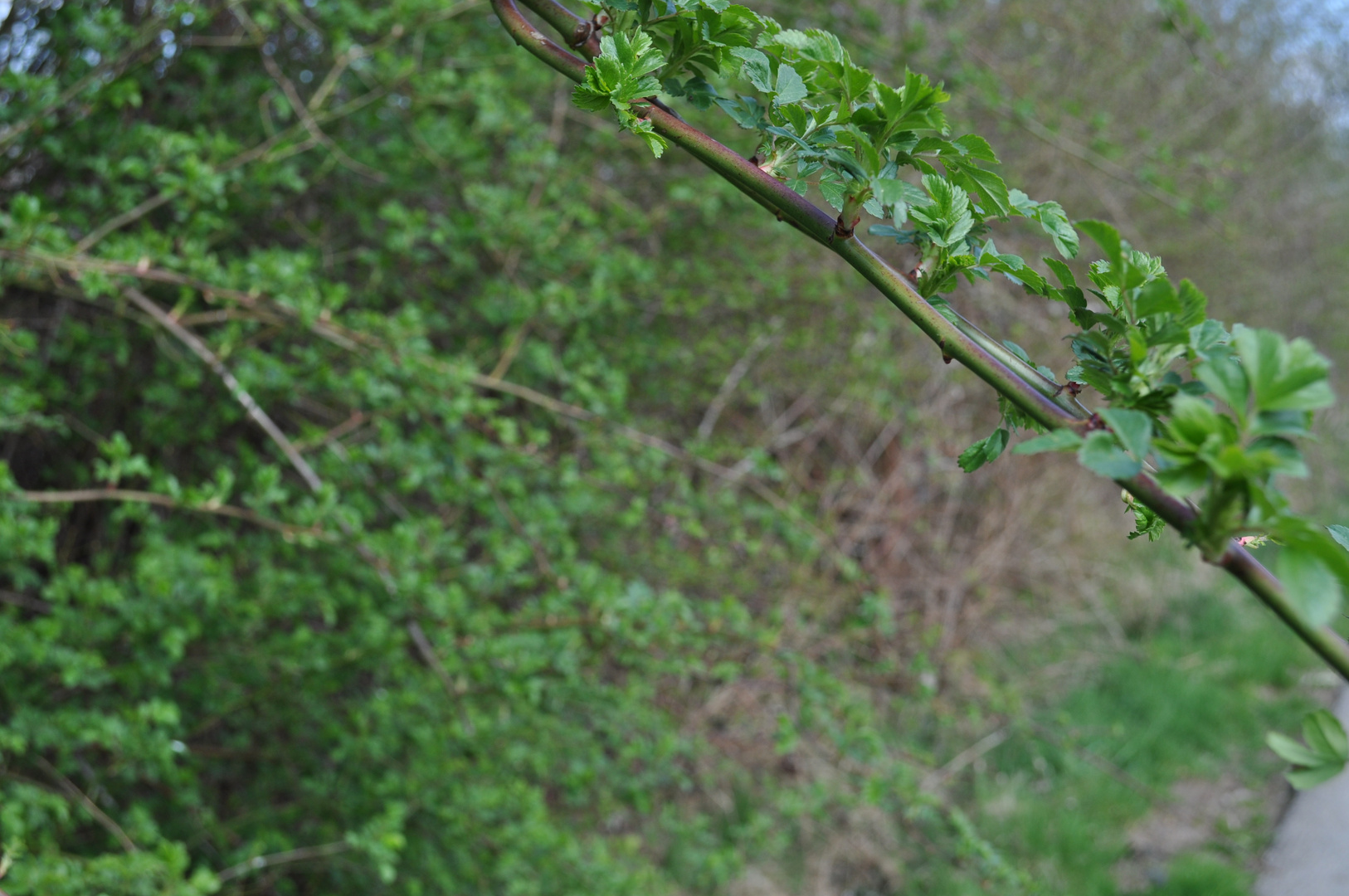 Ein Zweig, der Frühling kommt