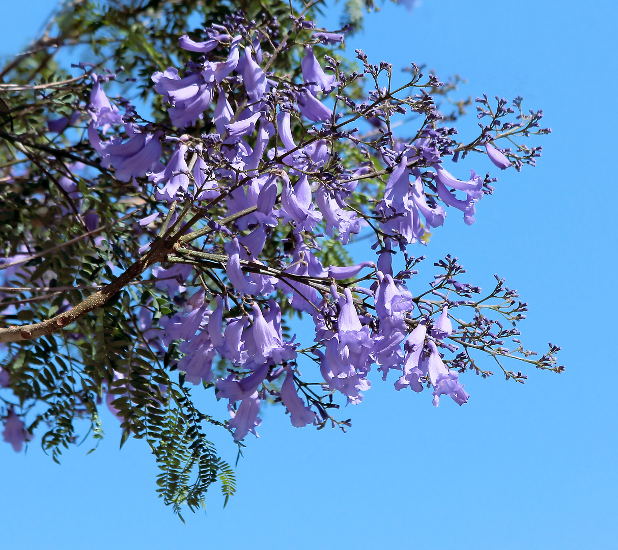 ein Zweig des Jacaranda