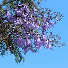 ein Zweig des Jacaranda