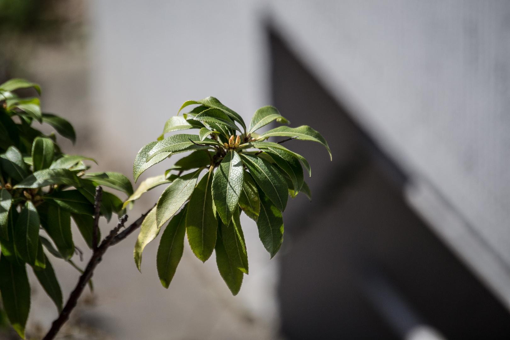 Ein Zweig im Sommer