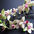 Ein Zweig Orchideen