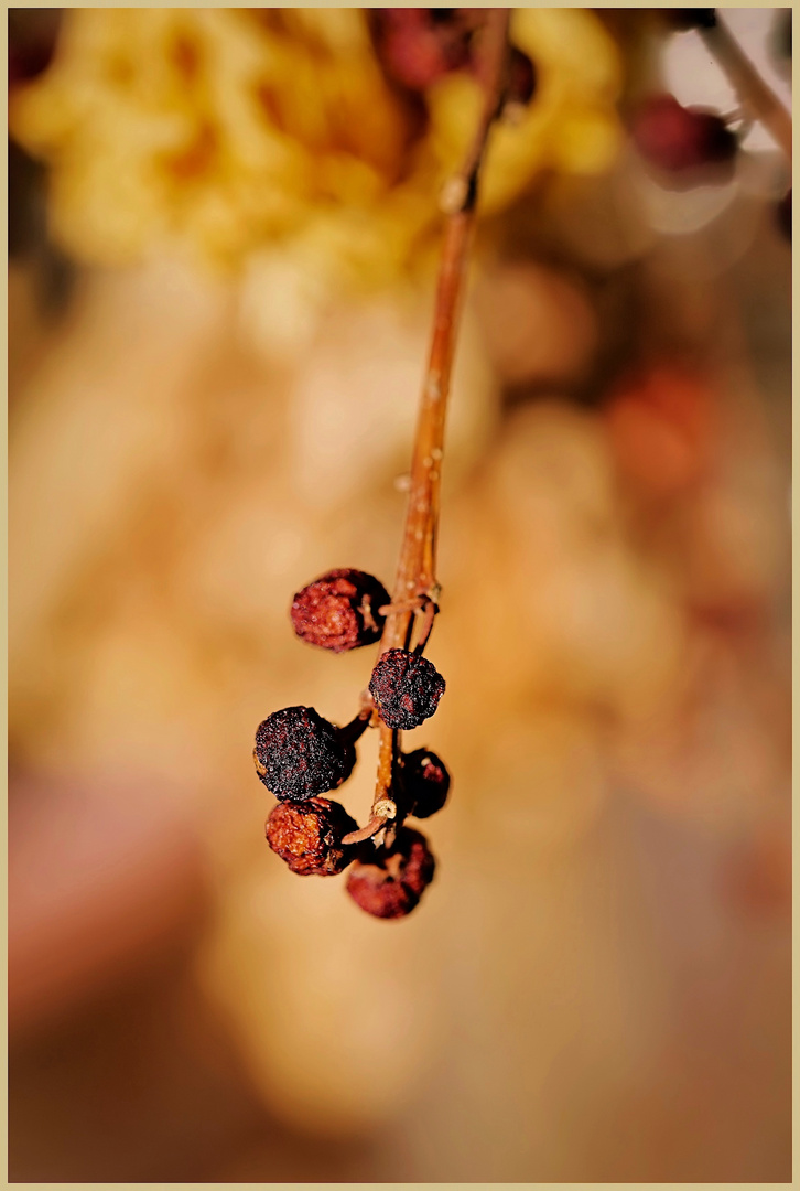 ein Zweig vertrockneter Beeren