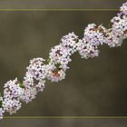 Ein Zweiglein in voller Blüte