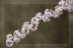 Ein Zweiglein in voller Blüte