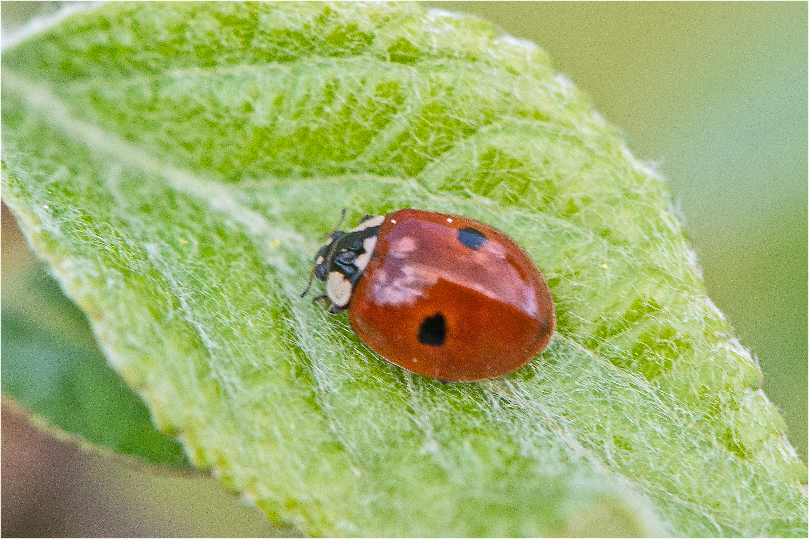 Ein Zweipunkt-Marienkäfer (Adalia bipunctata) . . .