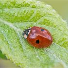 Ein Zweipunkt-Marienkäfer (Adalia bipunctata) . . .