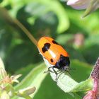 Ein "Zweipunktkäfer" ? Nein ,ein Ameisen-Sackkäfer (siehe unten )