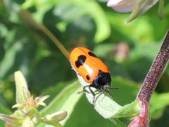 Ein "Zweipunktkäfer" ? Nein ,ein Ameisen-Sackkäfer (siehe unten )