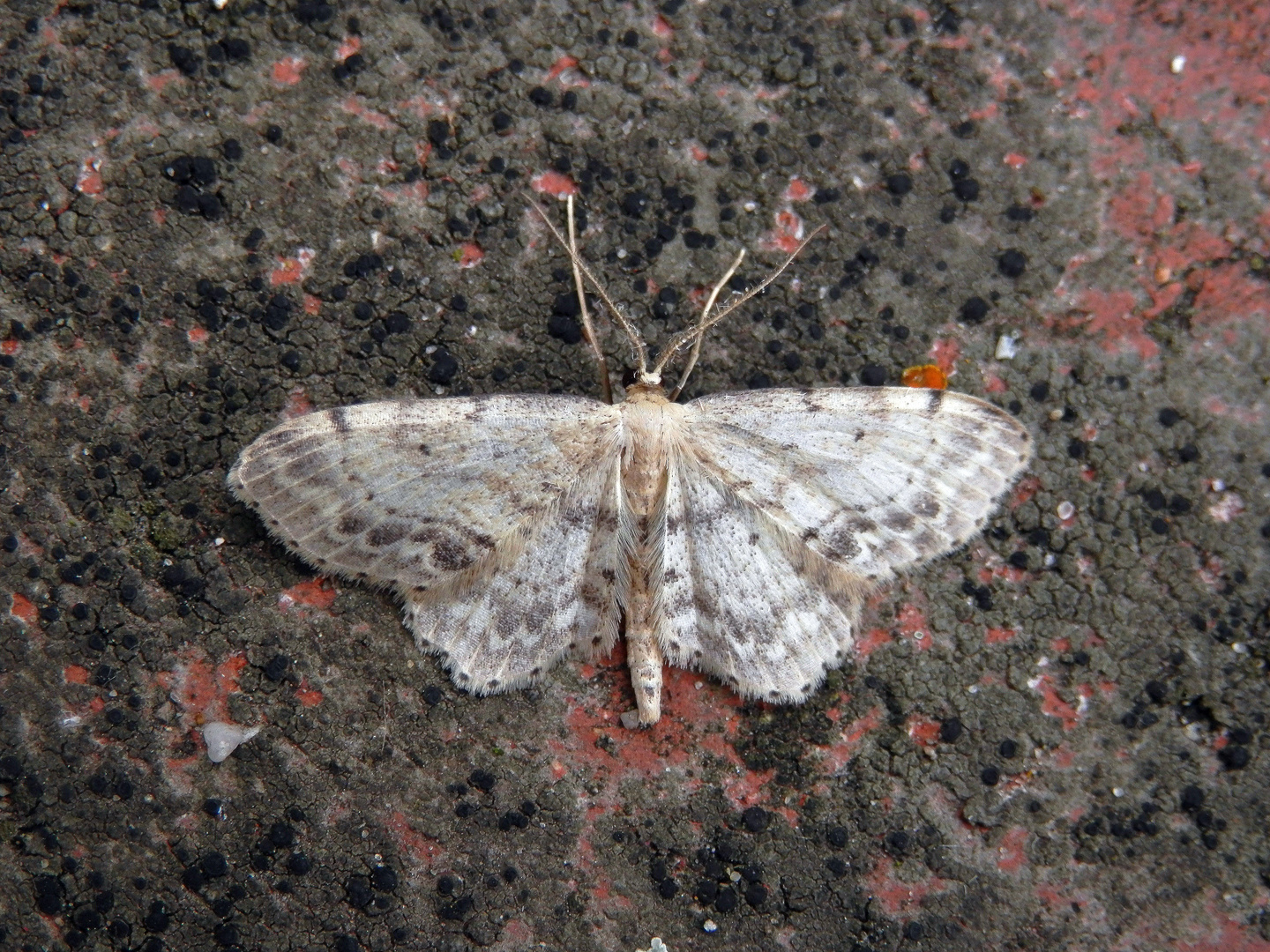 Ein zweiter Braungewinkelter Zwergspanner (Idaea dimidiata) in unserem Garten