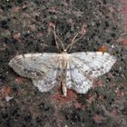 Ein zweiter Braungewinkelter Zwergspanner (Idaea dimidiata) in unserem Garten