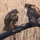 Ein zweiter Bussard 