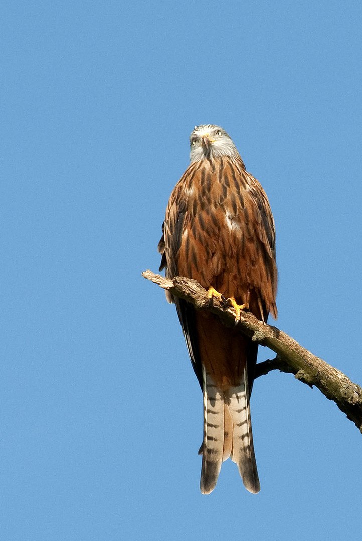 Ein zweiter Rotmilan auf dem Baum