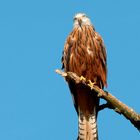 Ein zweiter Rotmilan auf dem Baum