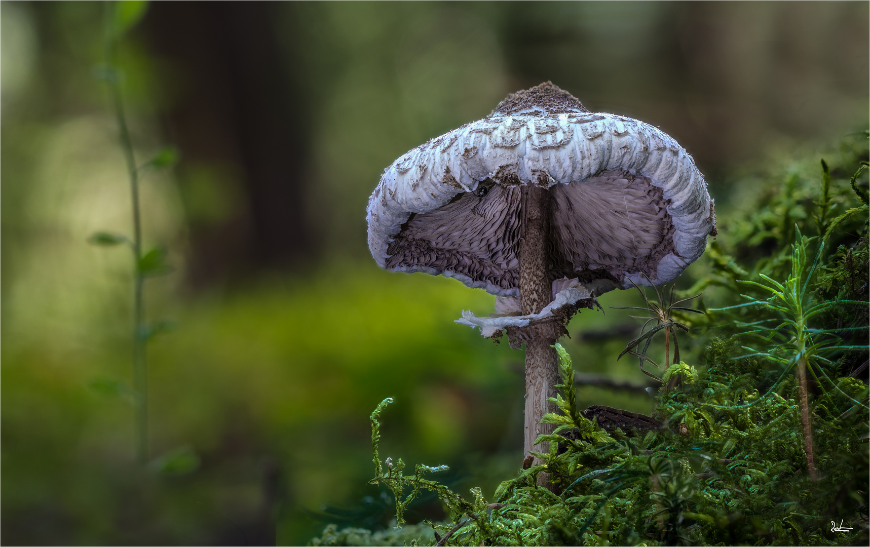 ein Zwerg- Parasol