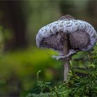 ein Zwerg- Parasol