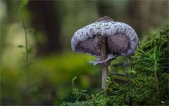 ein Zwerg- Parasol