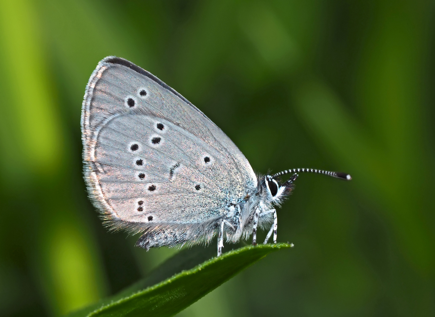  Ein Zwerg unter den Bläulingen (Cupido minimus)! - Un mini-papillon...  