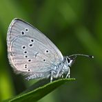  Ein Zwerg unter den Bläulingen (Cupido minimus)! - Un mini-papillon...  