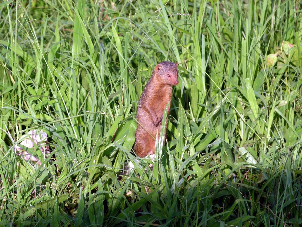 Ein Zwergmanguste im Tarangire NP