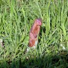 Ein Zwergmanguste im Tarangire NP