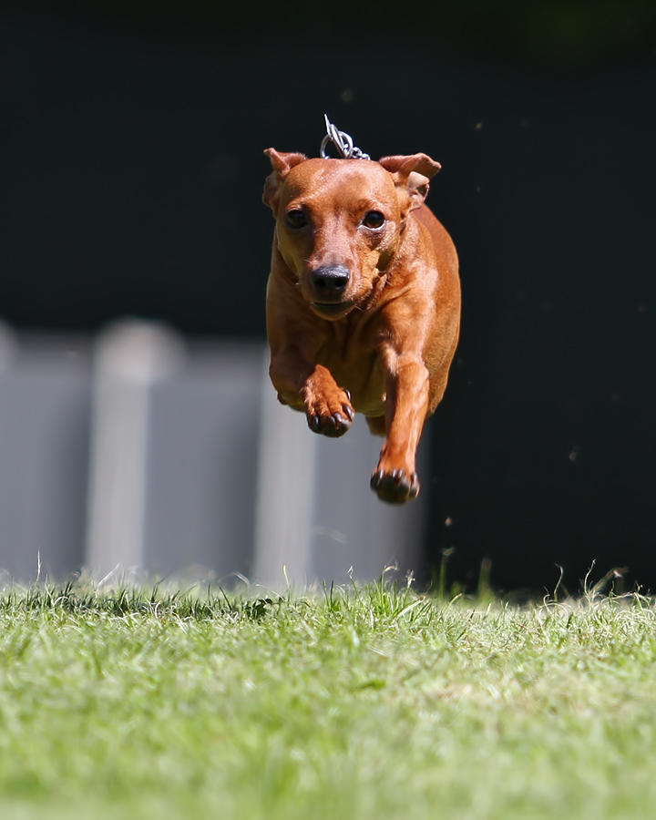 Ein Zwergpinscher im....