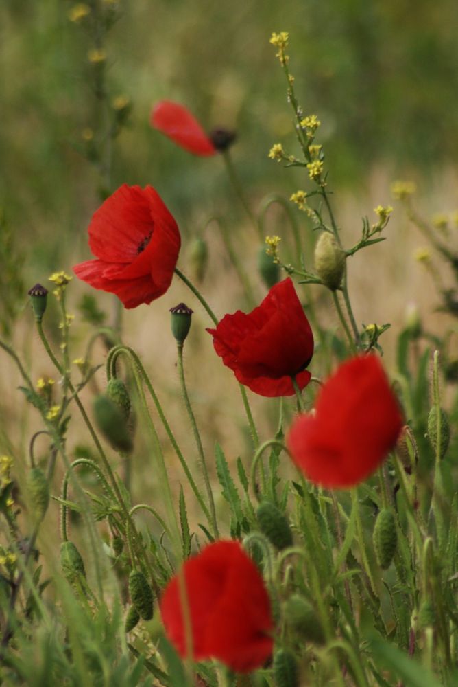 Einach nur mal Mohn