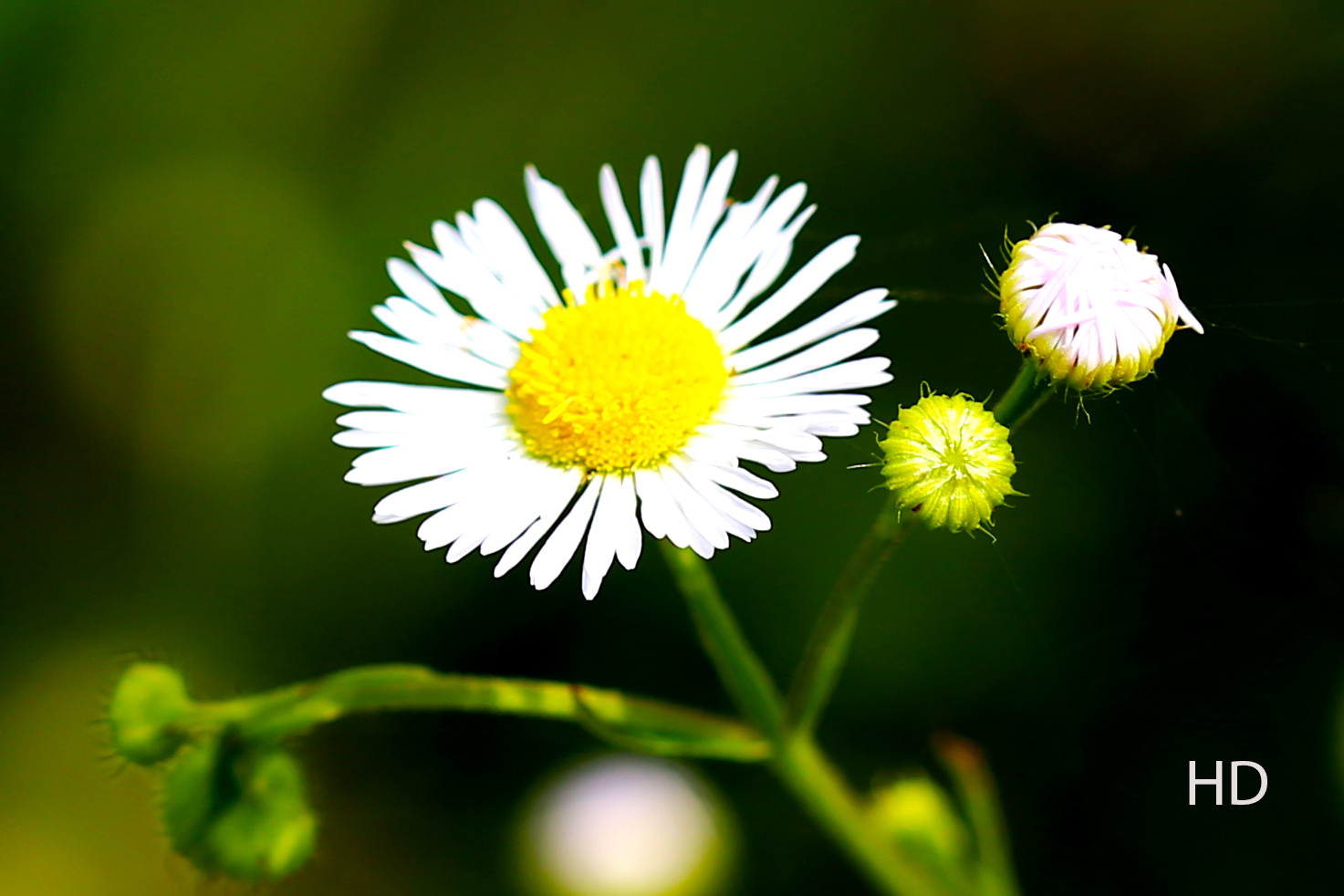 Einähriges Berufskraut (Erigeron annuus)