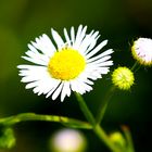 Einähriges Berufskraut (Erigeron annuus)