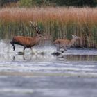 einäugiger Hirsch auf Brautschau