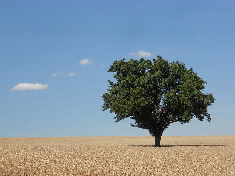 Ein.baum