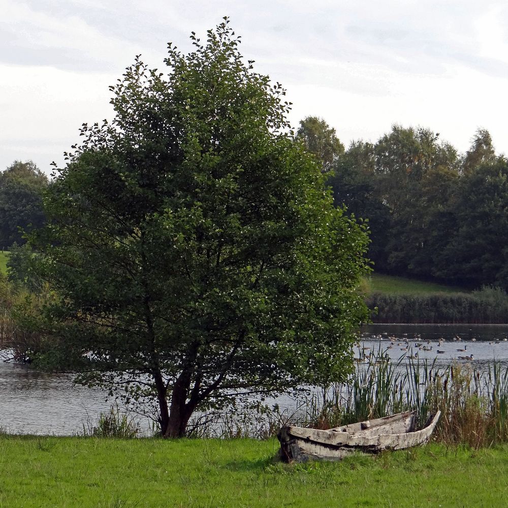 Einbaum oder ein Baum (reload)