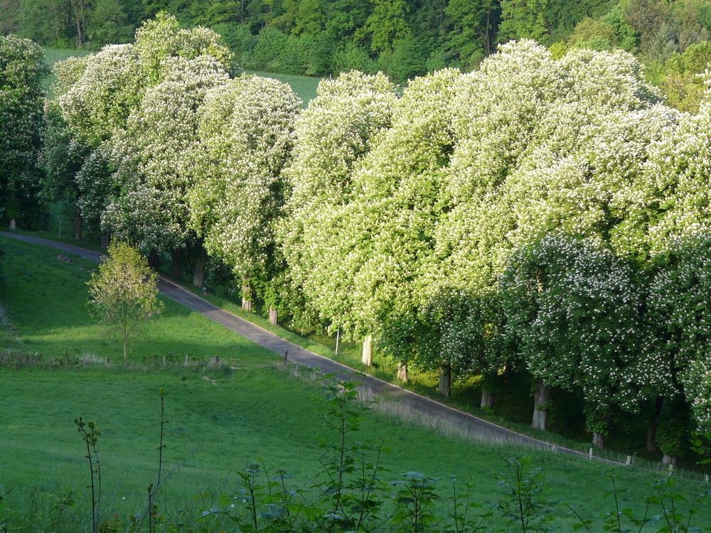 Einbecker Kastanienallee in Blüte