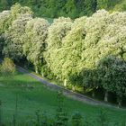 Einbecker Kastanienallee in Blüte